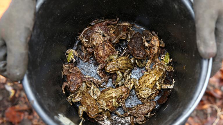 Das Foto zeigt einen Eimer voll aufgesammelter Kröten, der von einer Person mit Handschuhen gehalten wird. 