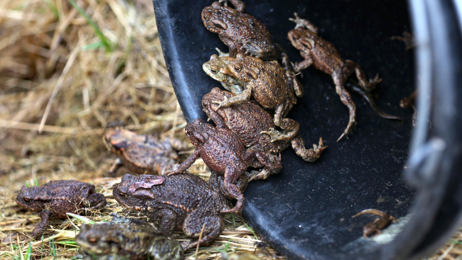 Aufgesammelte Kröten klettern aus einem Eimer in ein Gewässer. 
