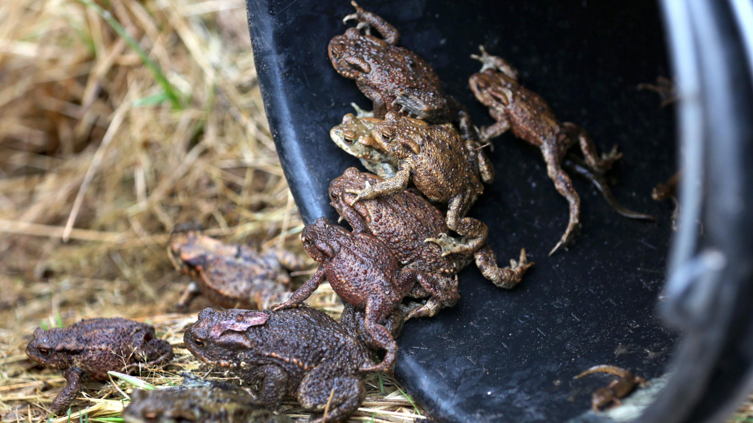 Aufgesammelte Kröten klettern aus einem Eimer in ein Gewässer. 