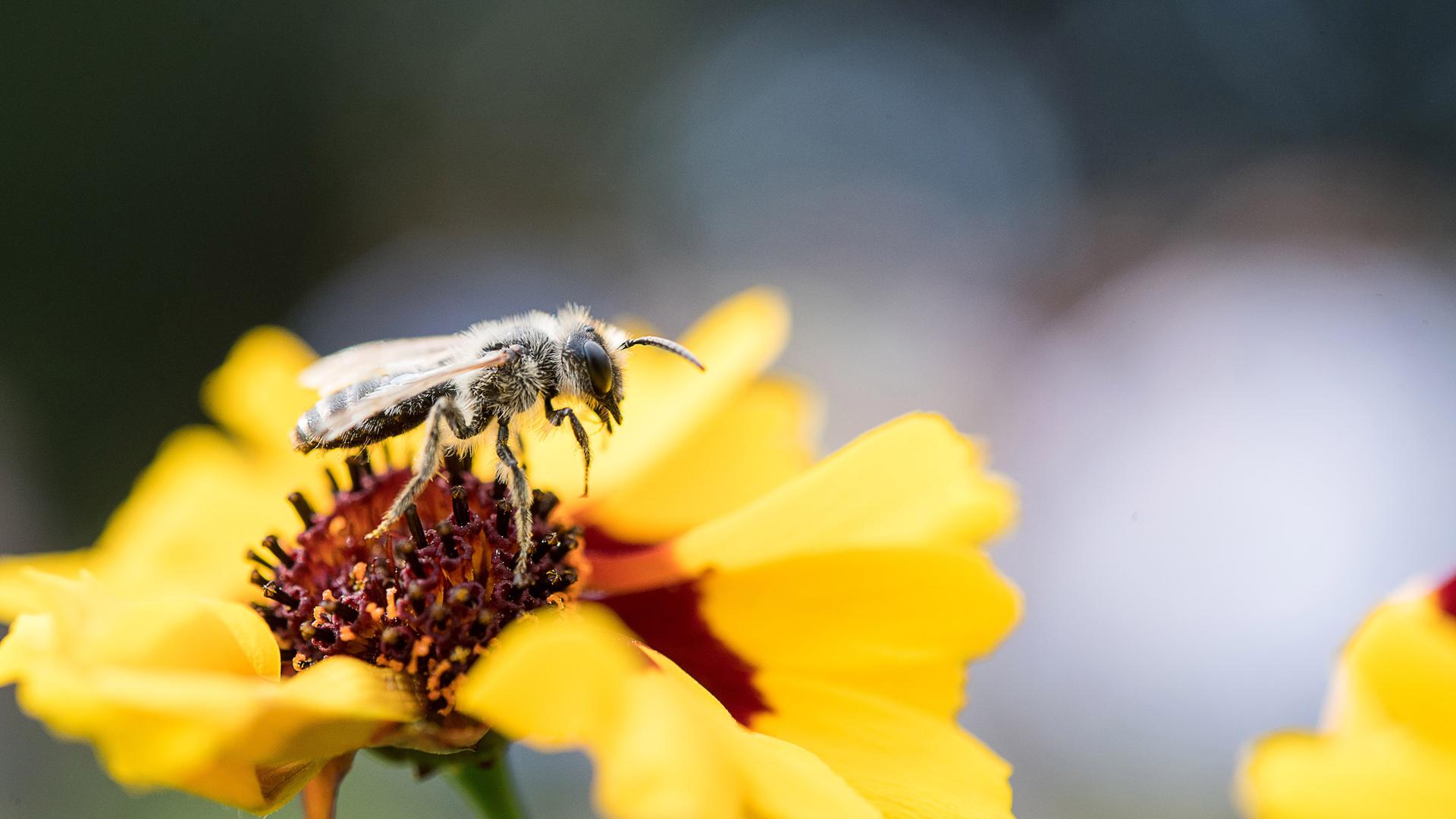 Eine Wildbiene landet auf eine Blüte