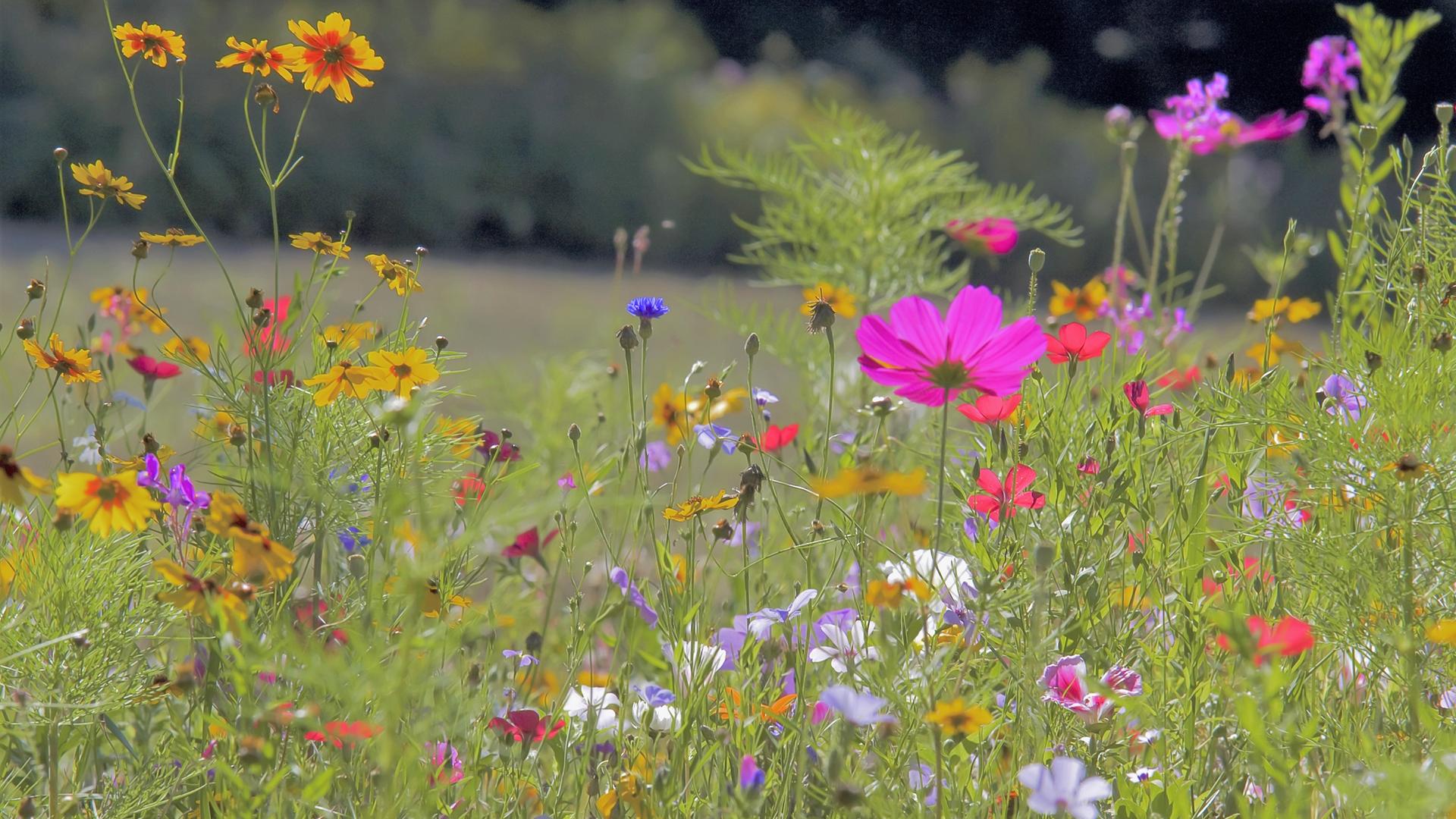 Prächtige Blumenwiese