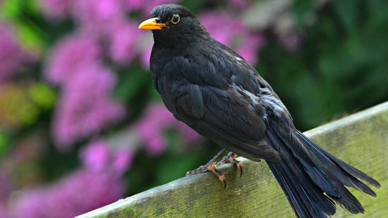 Amsel auf einem Zaun