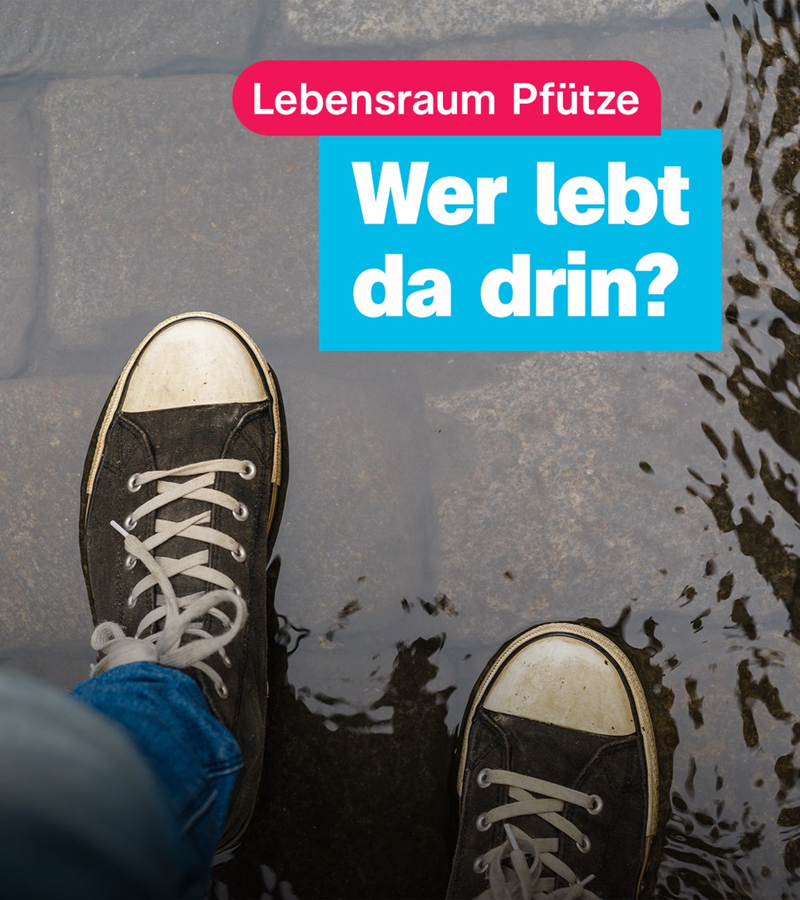 Sneaker in einer Pfütze; Lebensraum Pfütze; Wer lebt da drin?