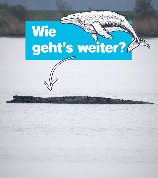 Wie gehts weiter; Buckelwal 
