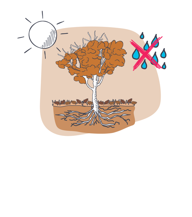 Welker Baum zwischen Sonne und Trockenheit