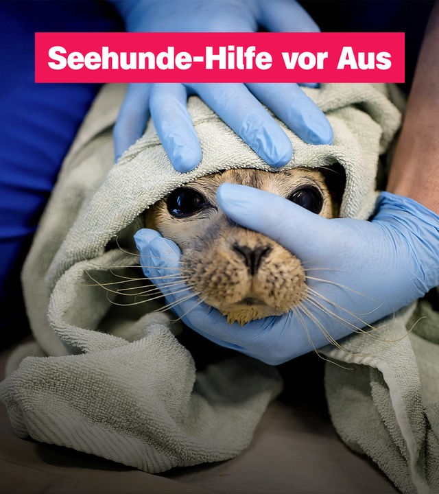 Seehundestation vor dem Aus; trauriger Seehund eingewickelt in eine Decke