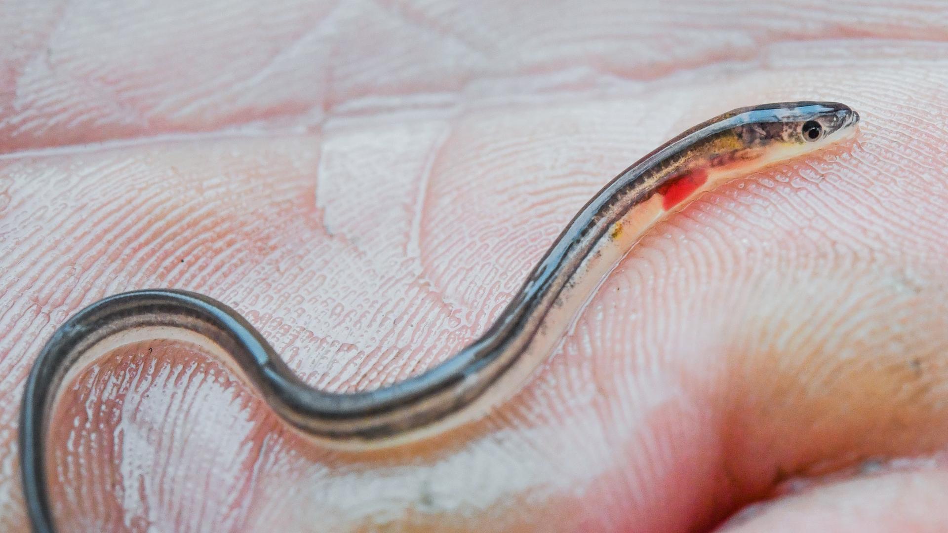 Glasaal auf Handfläche