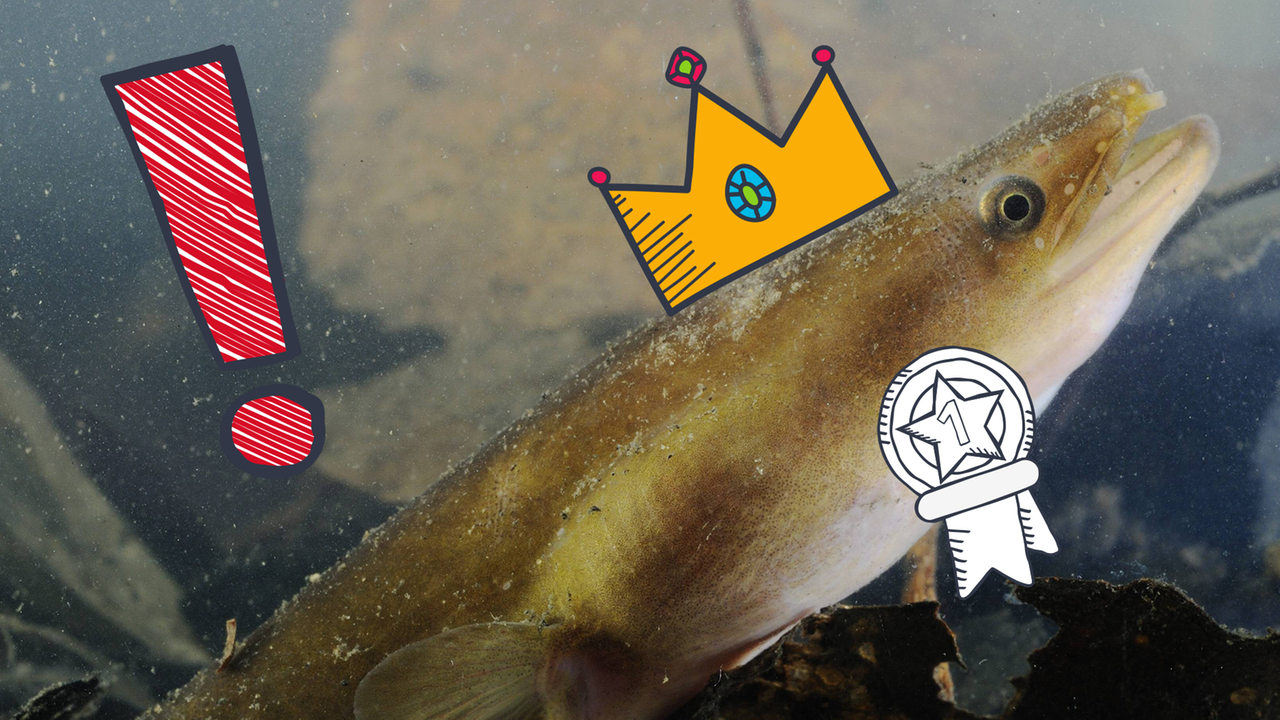 Aal mit grafischer Krone und Medaille, daneben rotes Ausrufezeichen