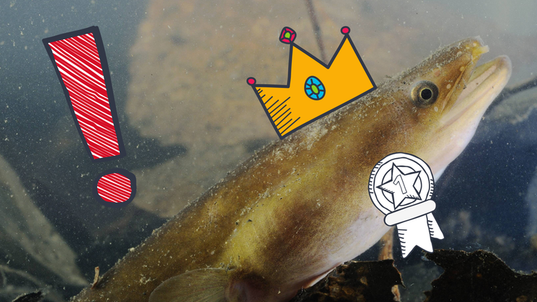 Aal mit grafischer Krone und Medaille, daneben rotes Ausrufezeichen