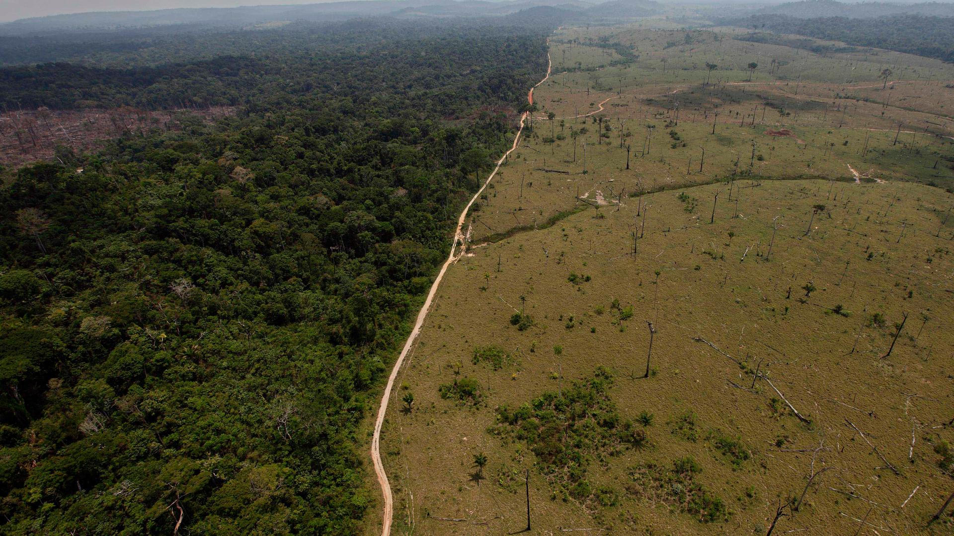 Abgeholzter Regenwald in Brasilien