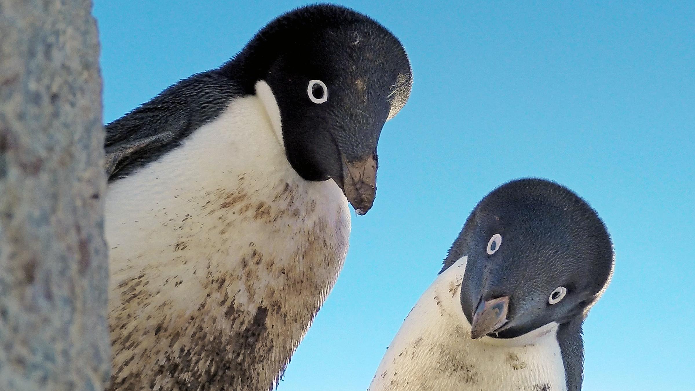 Zwei Adéliepinguine schauen nach unten.
