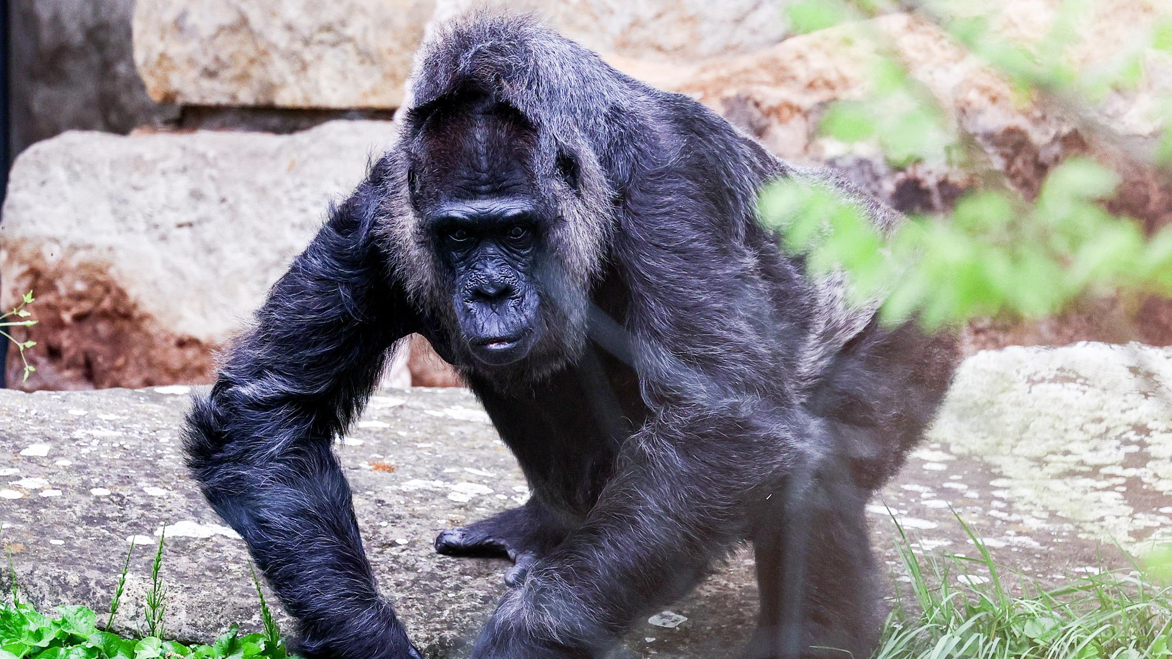 Ein großer schwarzer Gorilla läuft auf die Kamera zu.