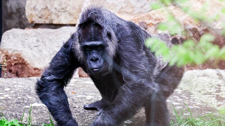 Ein großer schwarzer Gorilla läuft auf die Kamera zu.