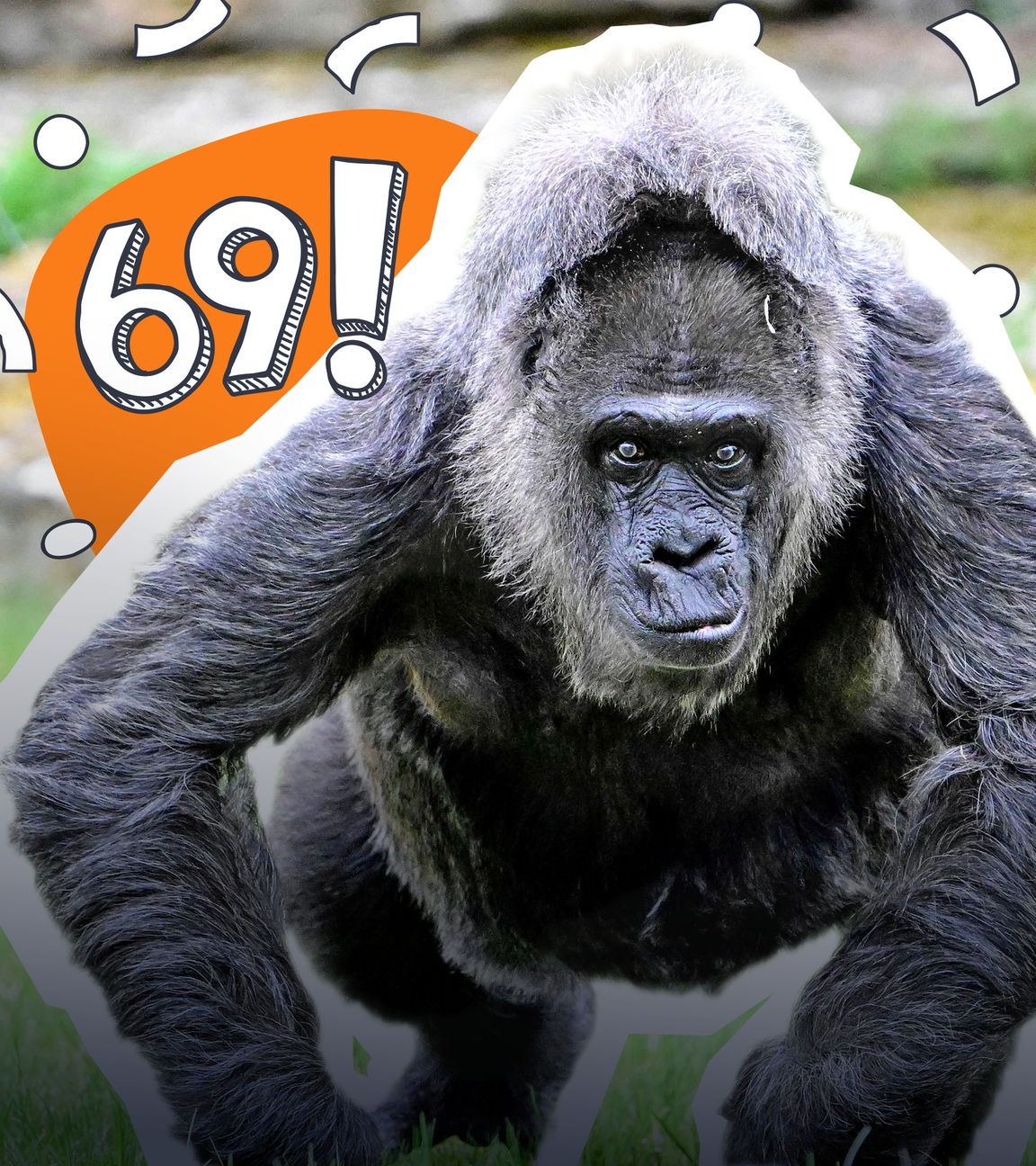 Gorilla wird 69