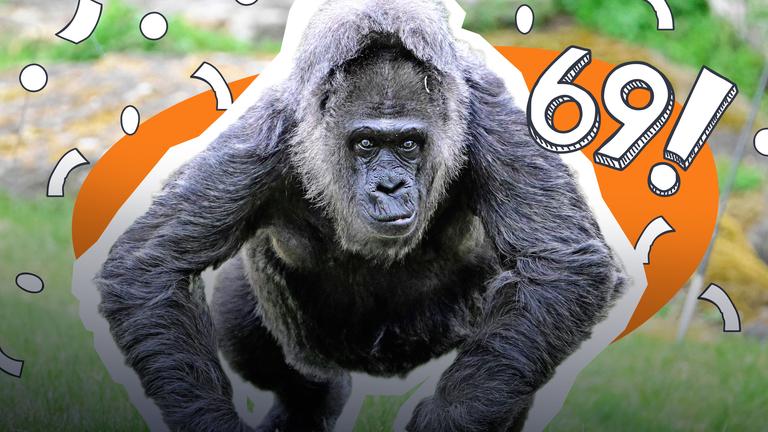 Gorilla wird 69