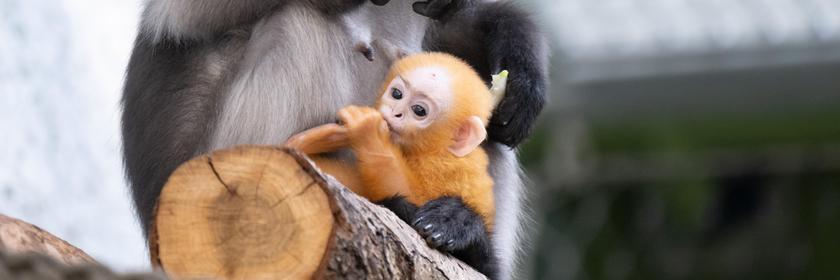 Baby Affe im Dresdner Zoo