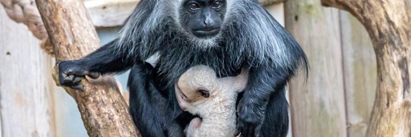 Ein Affenbaby mit seiner Mutter ist in einem Zoo im Vereinigten Königreich zu sehen.