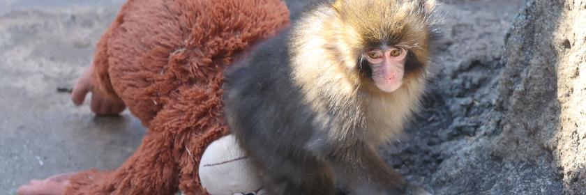 Affe mit Kuscheltier