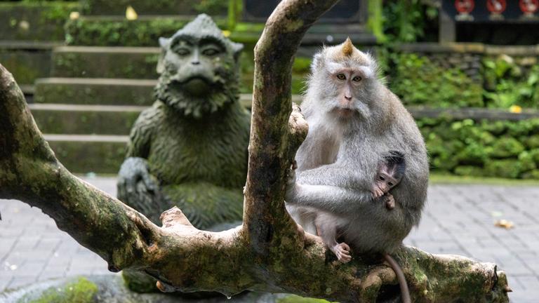 Diese  Äffchen leben zusammen mit mehr als 1200 anderen Langschwanzmakaken in einer der beliebtesten Attraktion auf der kleinen, thailändischen Insel Bali. Wo sie die Besucher der Tempelanlagen Gesellschaft leisten. 