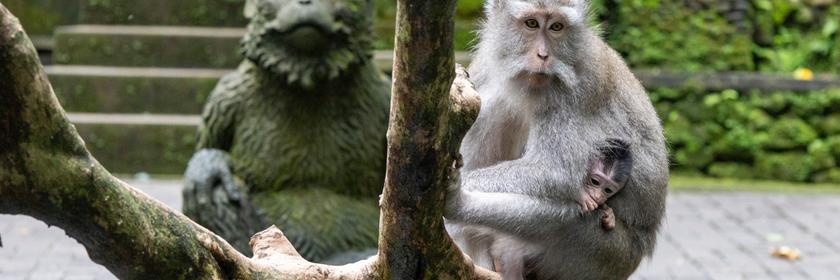 Diese  Äffchen leben zusammen mit mehr als 1200 anderen Langschwanzmakaken in einer der beliebtesten Attraktion auf der kleinen, thailändischen Insel Bali. Wo sie die Besucher der Tempelanlagen Gesellschaft leisten. 