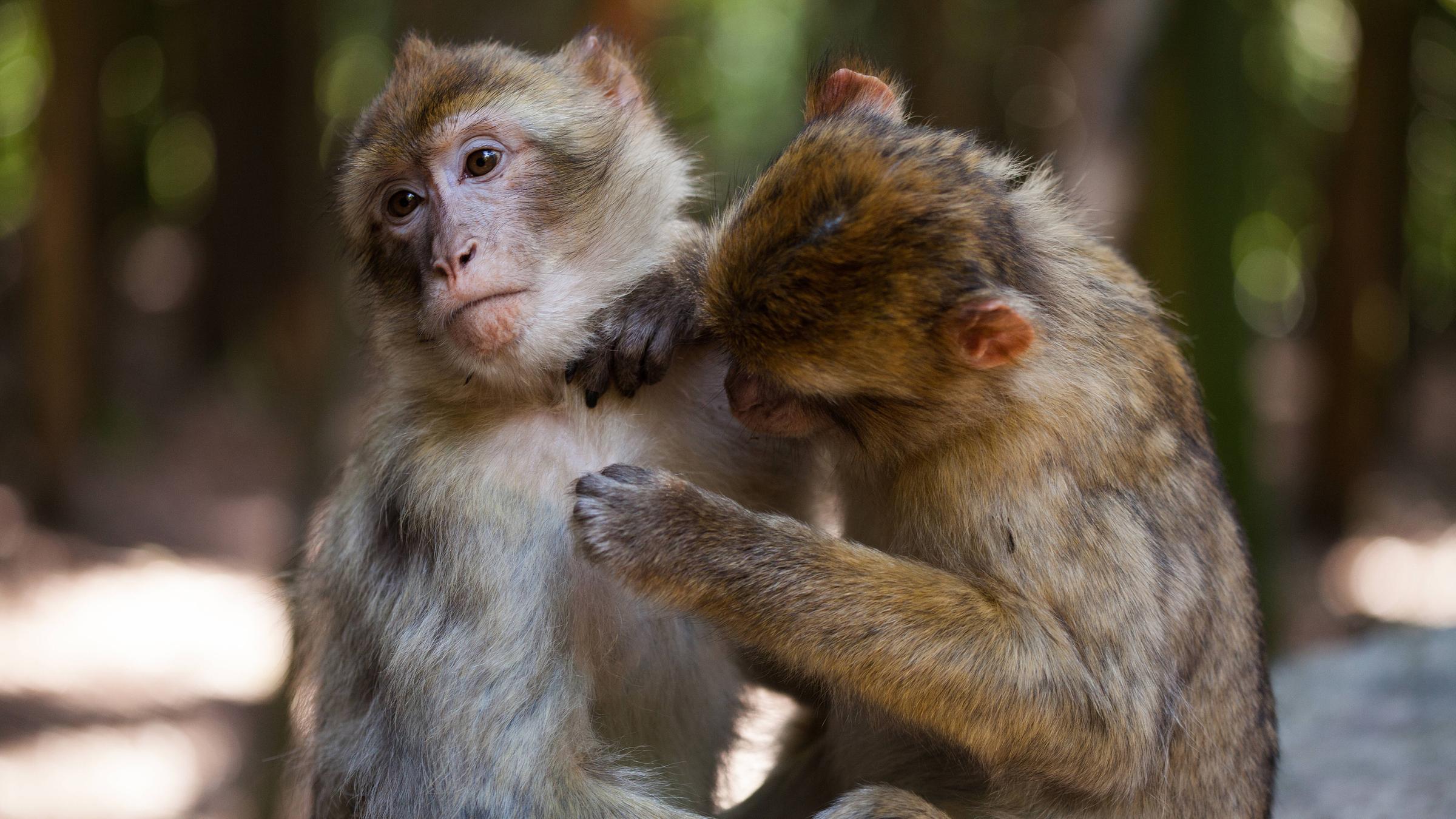 Zwei Affen lausen sich.