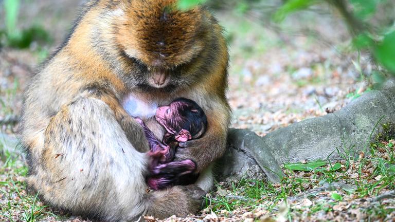 Ein winziges Affenbaby kuschelt sich eng an seine Mama. 