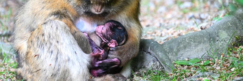 Ein winziges Affenbaby kuschelt sich eng an seine Mama. 