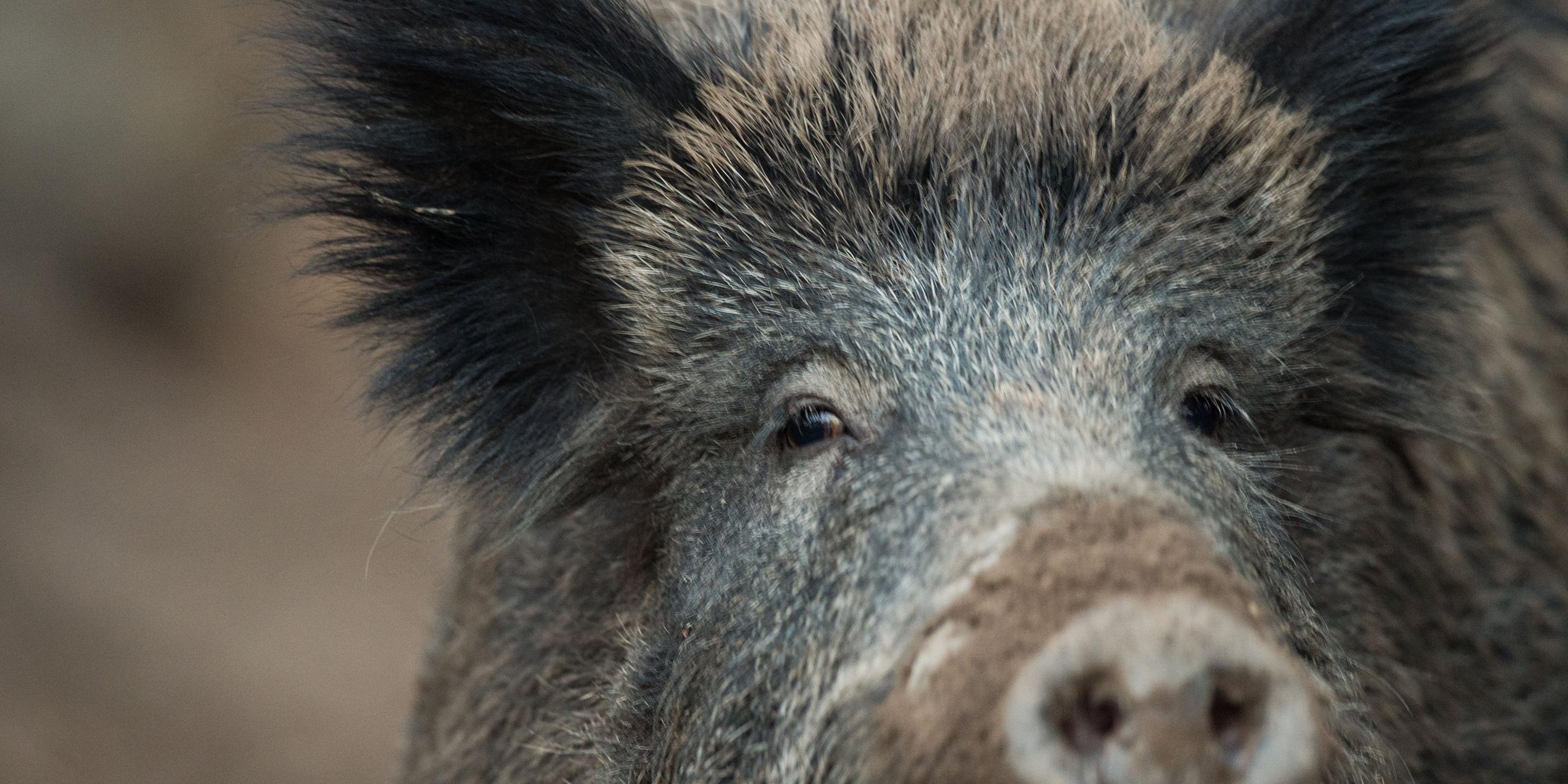 Wildschwein