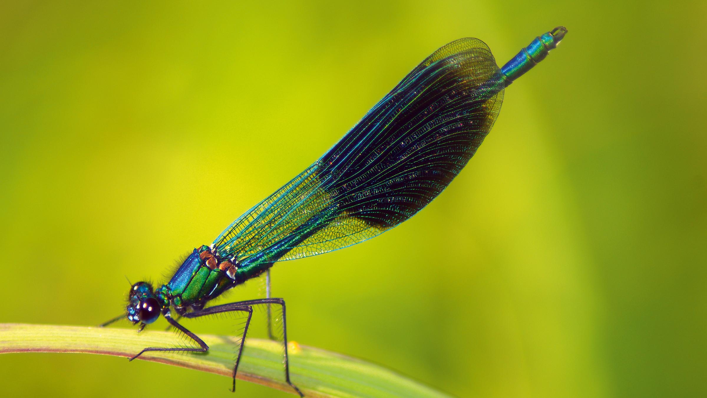 Gebänderte Prachtlibelle