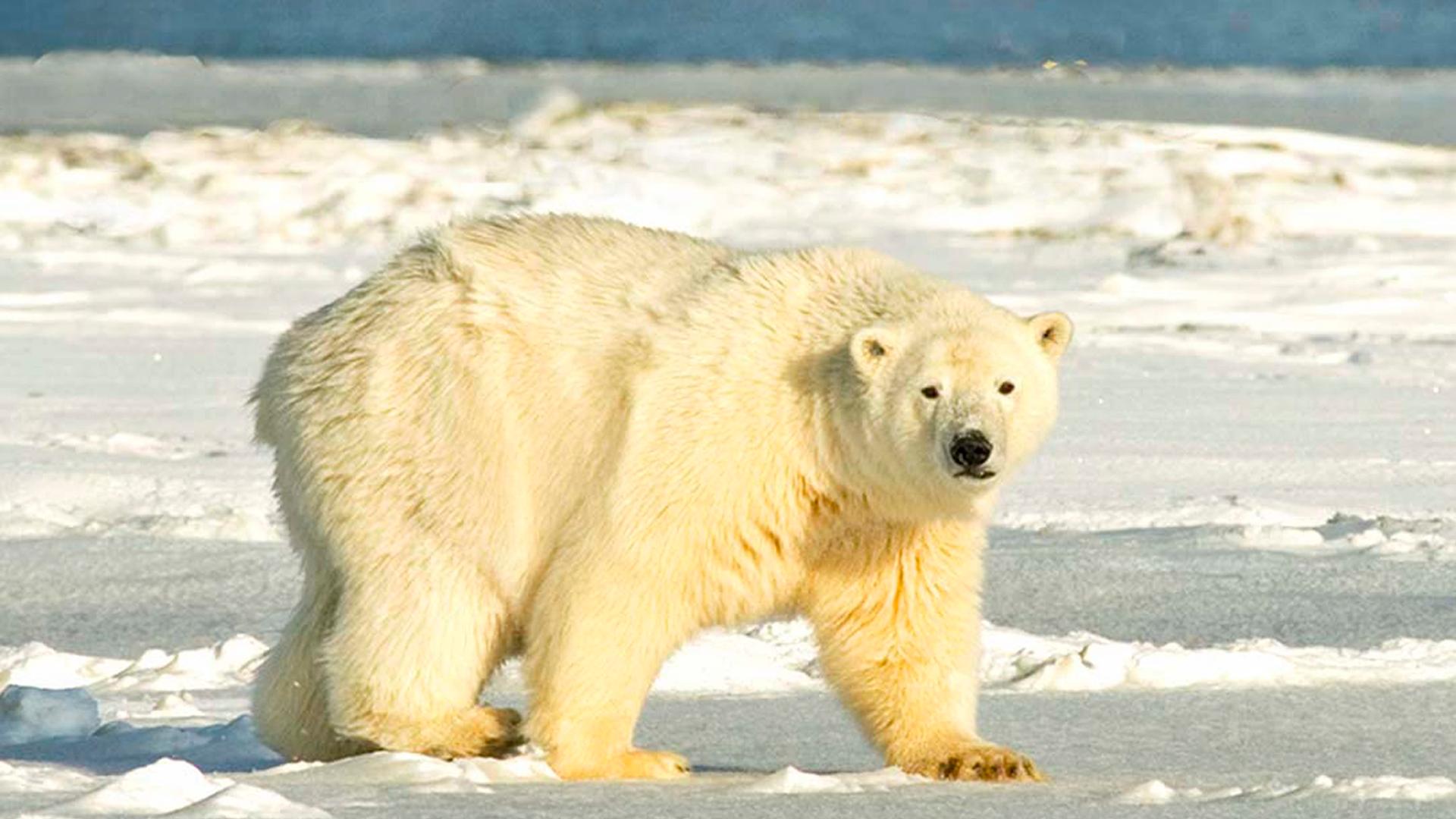 Ein Eisbär läuft auf einer Eisscholle