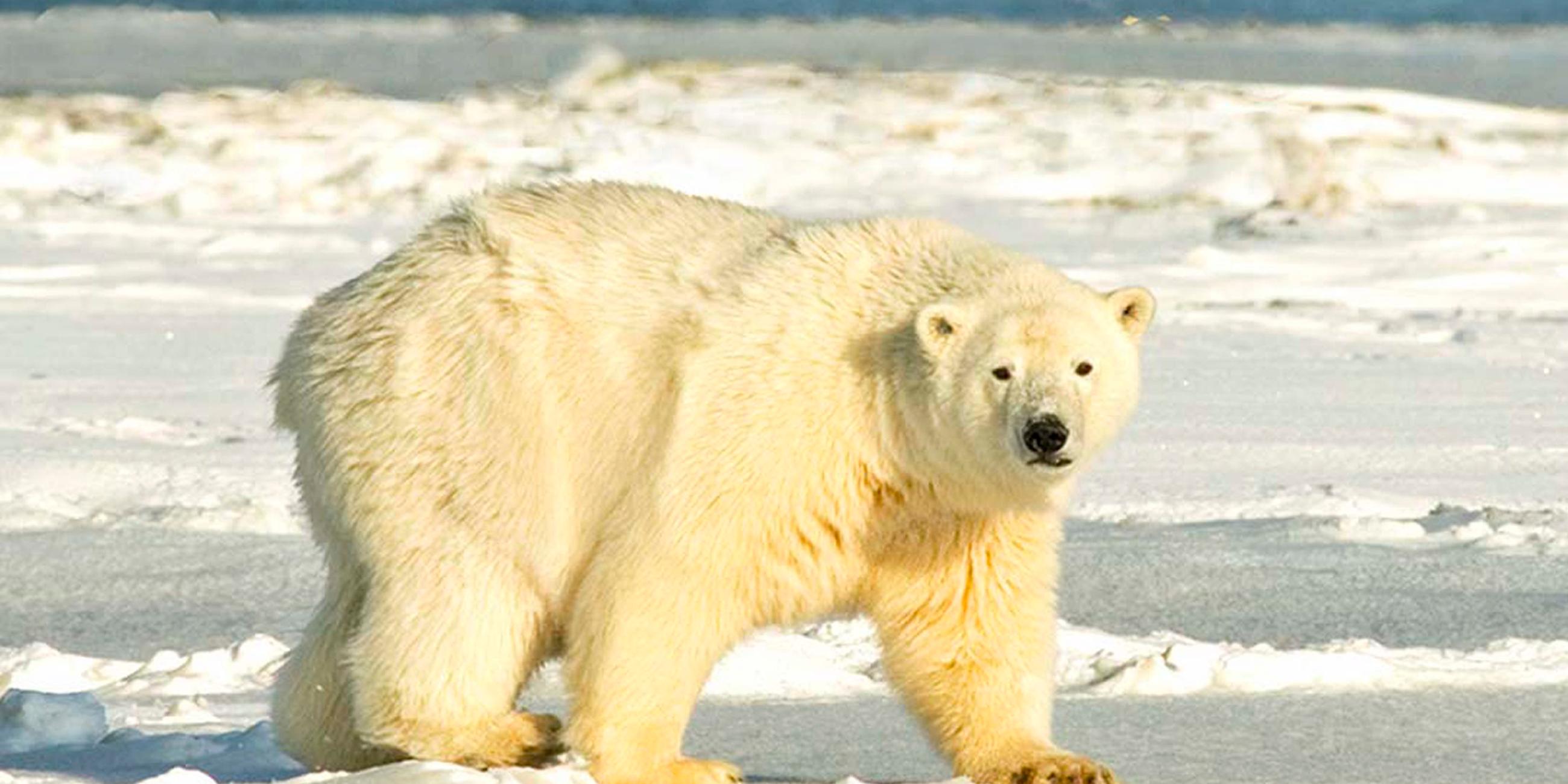 Ein Eisbär läuft auf einer Eisscholle