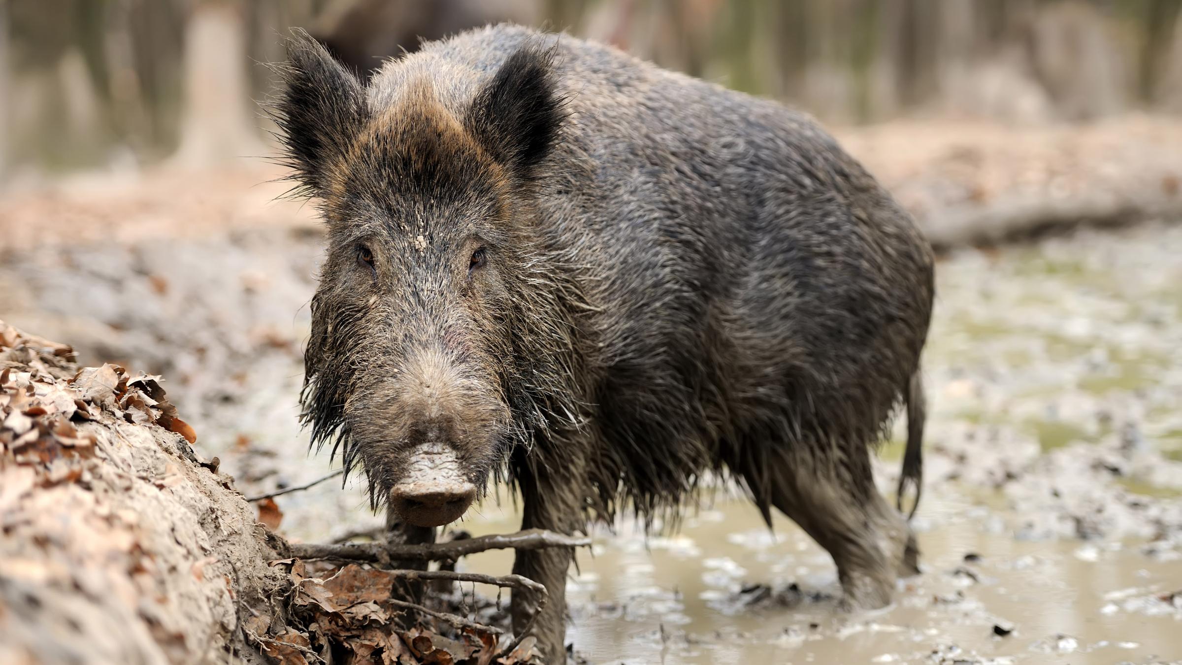 Wildschwein