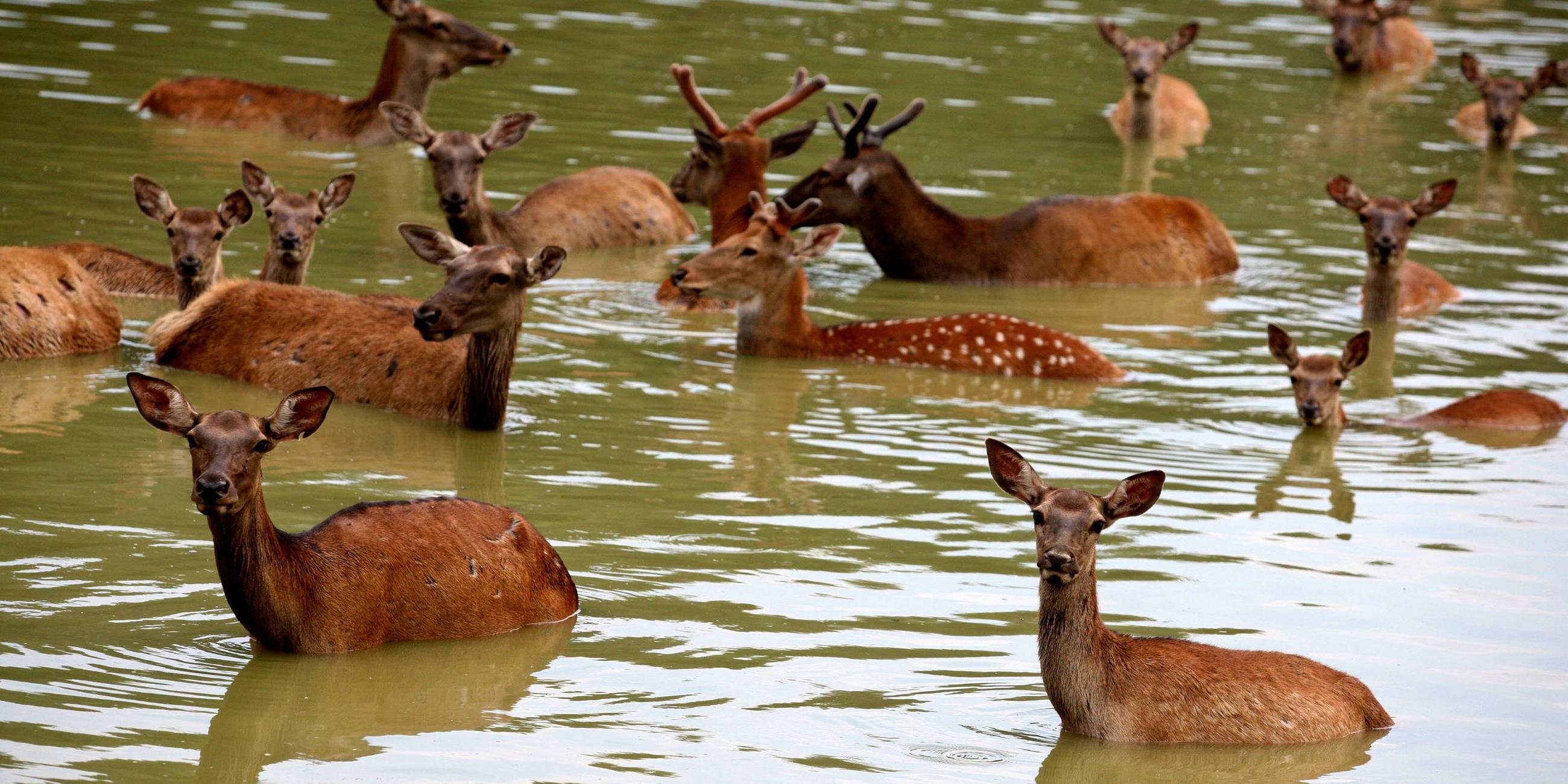 rehe kuehlen sich im wasser ab
