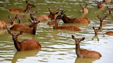 rehe kuehlen sich im wasser ab