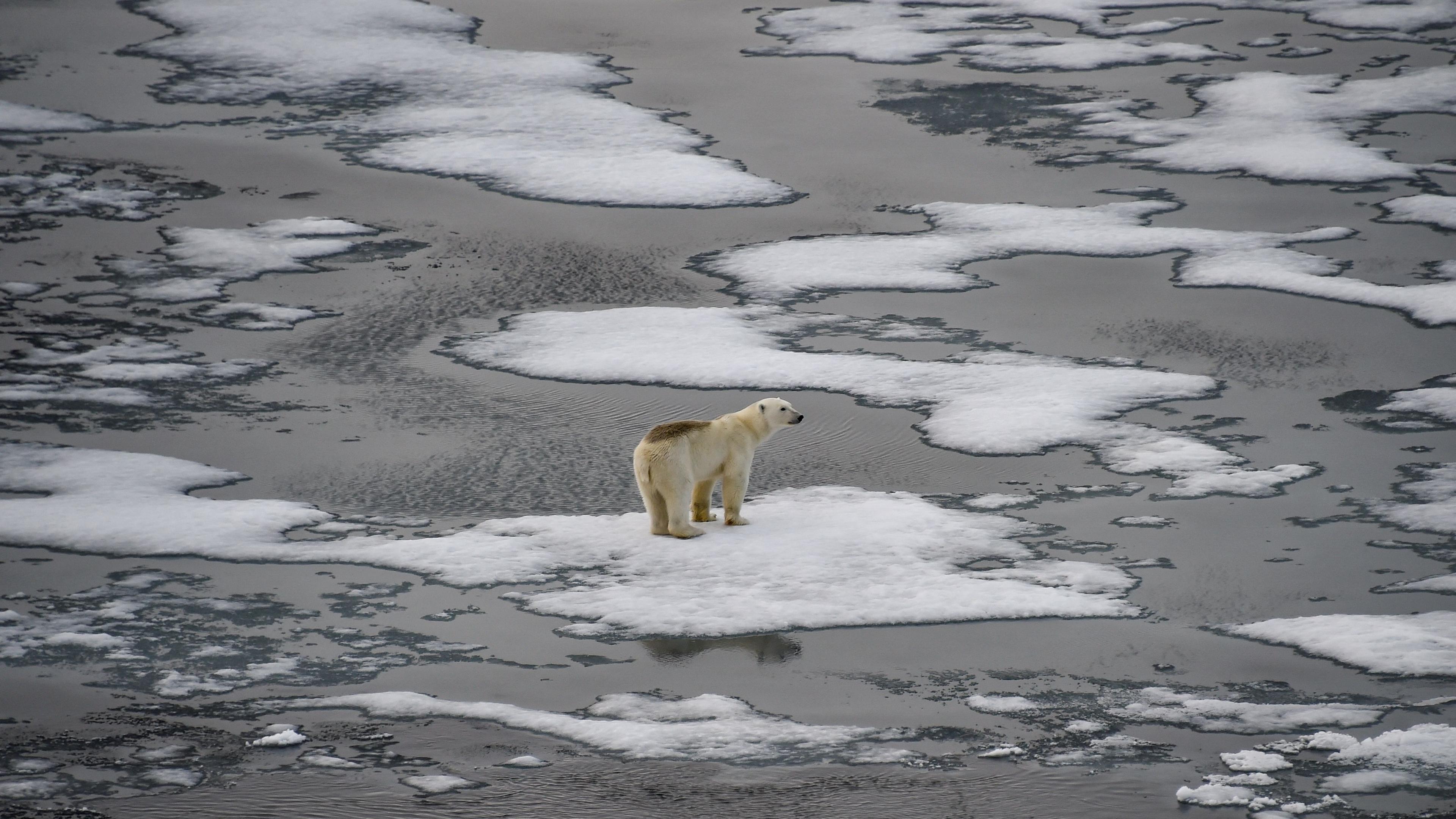 Eisbär auf einer Eisscholle