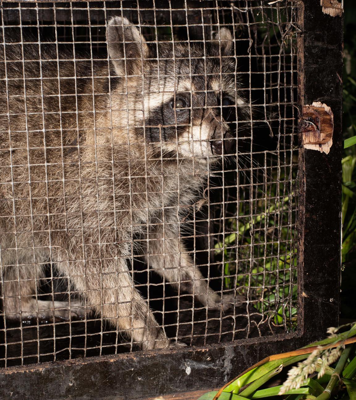 Gefangener Waschbär