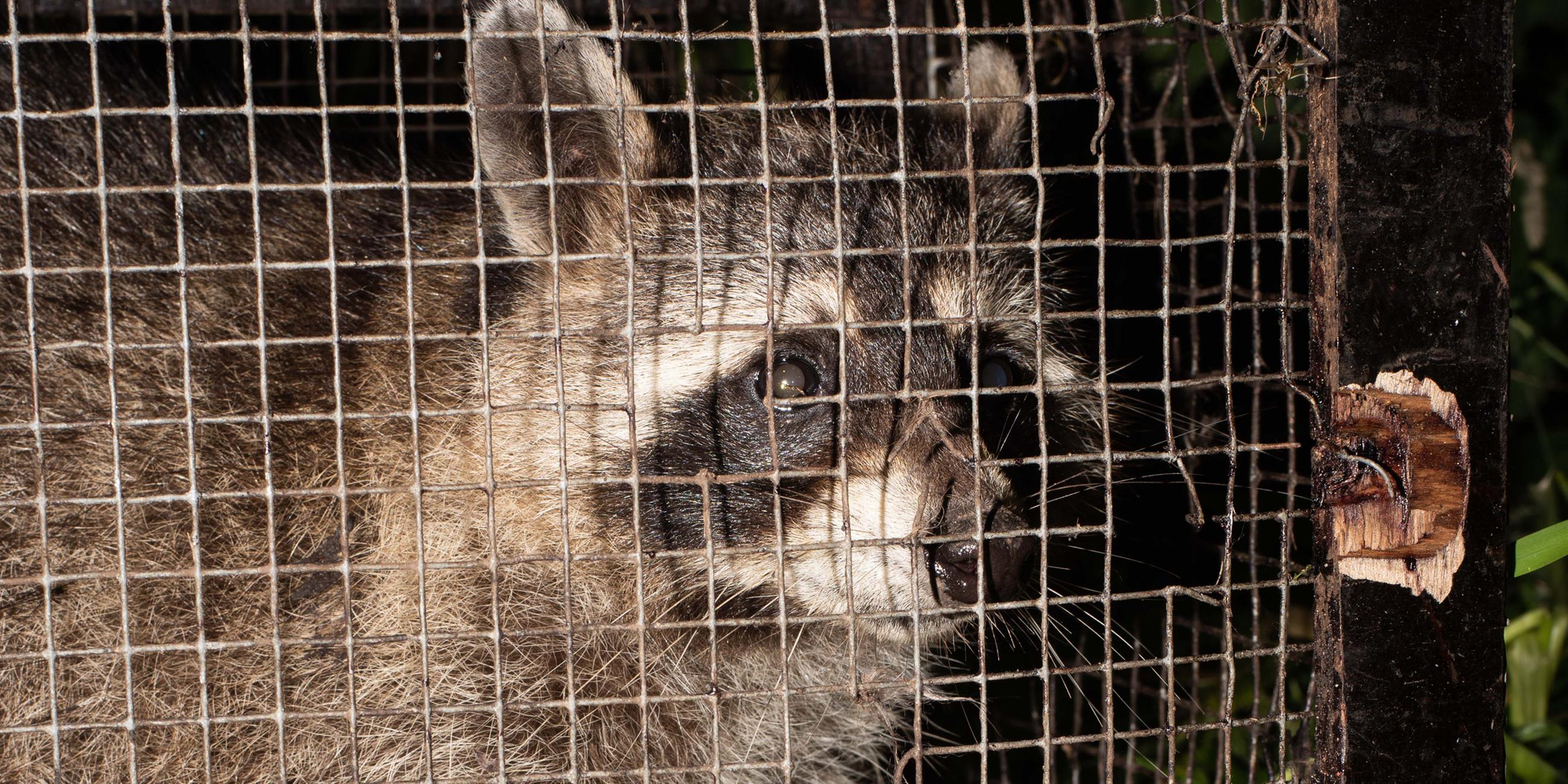 Gefangener Waschbär