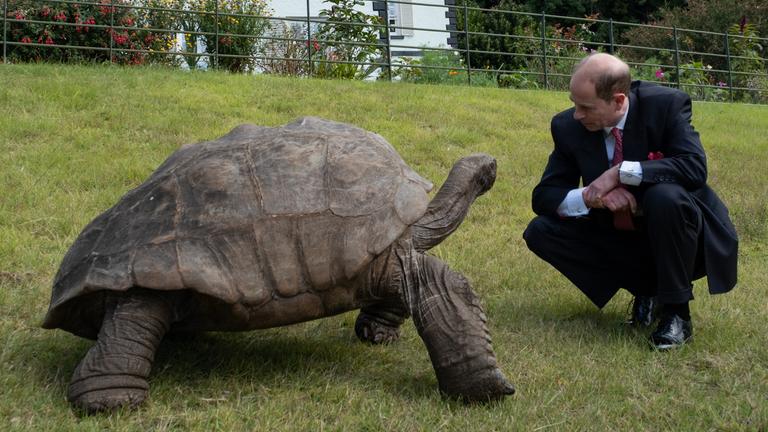 Seychellen-Riesenschildkröte