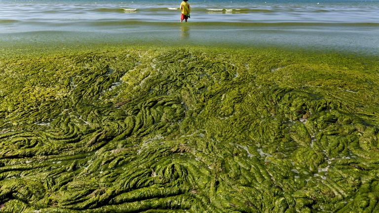 Grüne Algen, die am Strand angespült wurden.