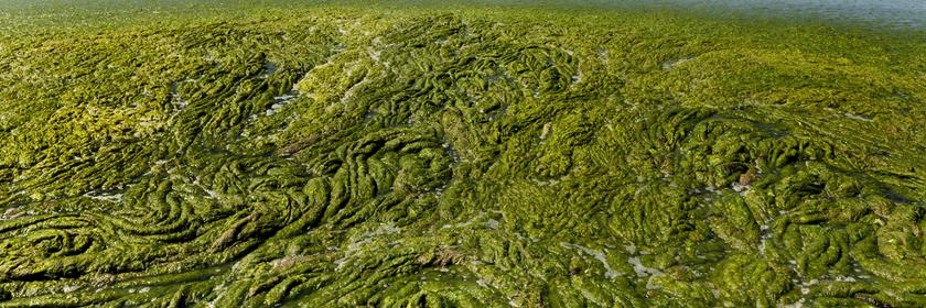 Grüne Algen, die am Strand angespült wurden.