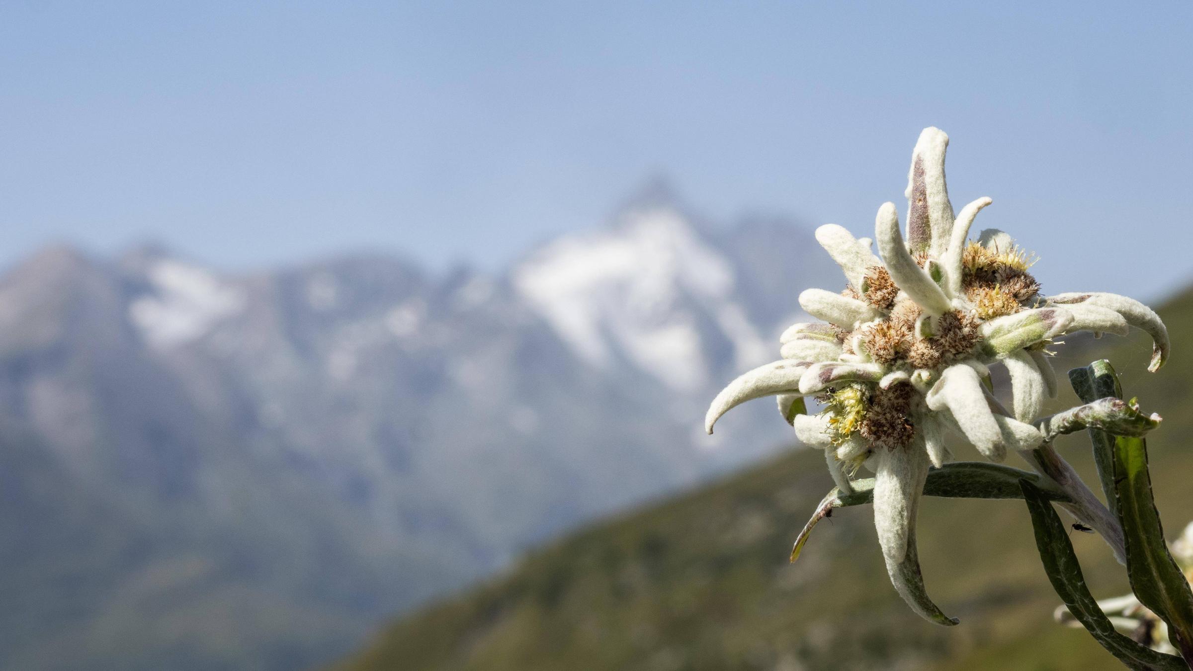 Alpen-Edelweiß (Leontopodium nivale), hinten der Großglockner im Nationalpark Hohe Tauern in Kärnten.