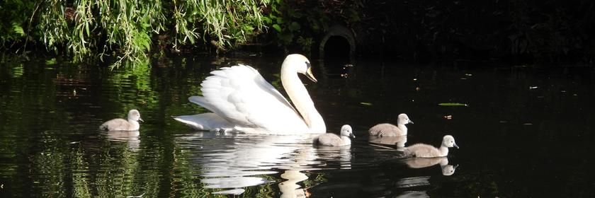 Große und Baby-Schwäne schwimmen auf der Alster. 