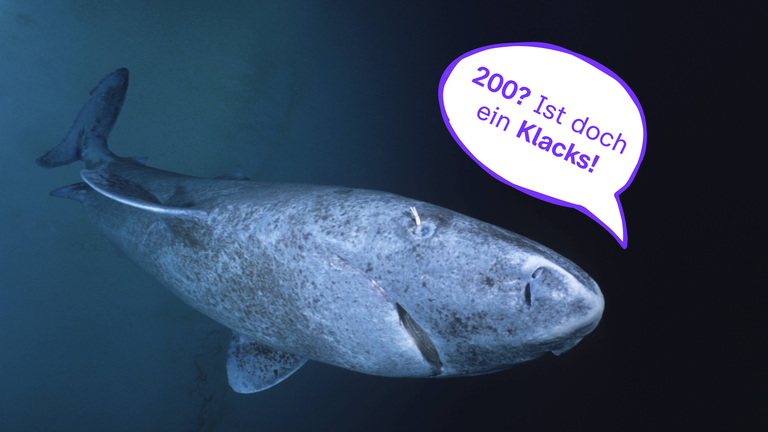 Alte Tiere Bildergalerie