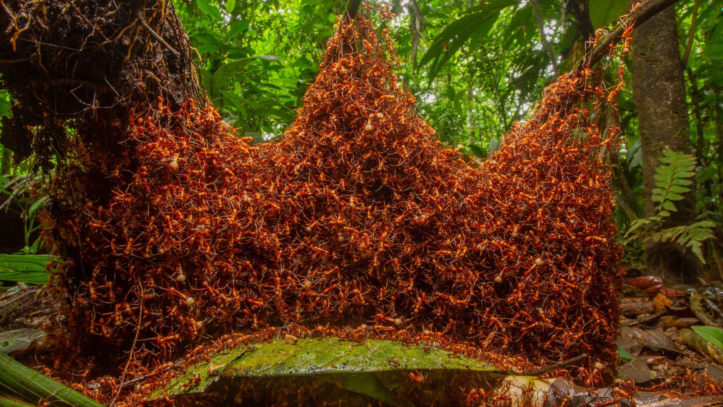 Kategorie: Wirbellose