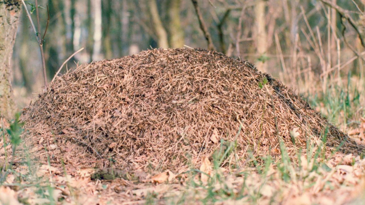 Ameisenhaufen