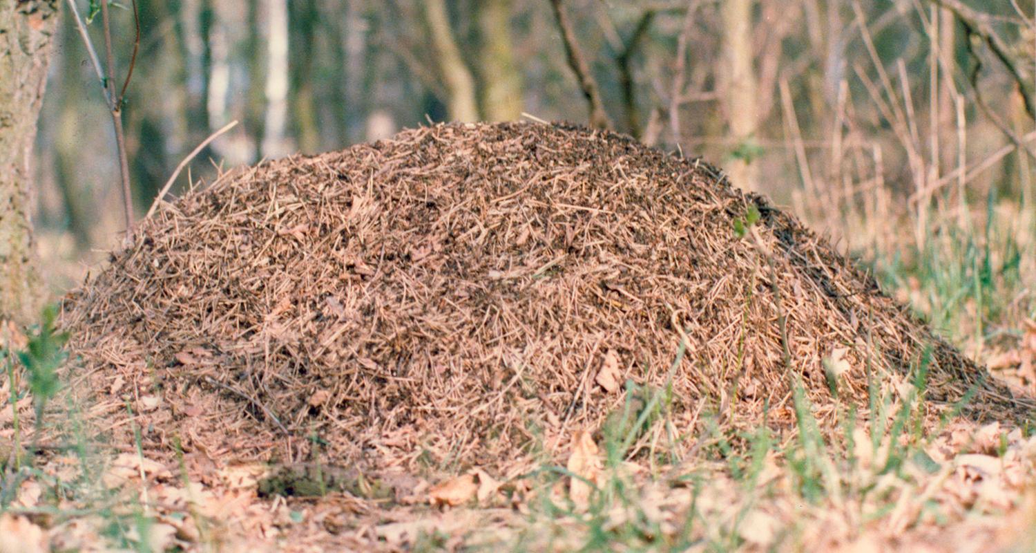 Ameisenhaufen