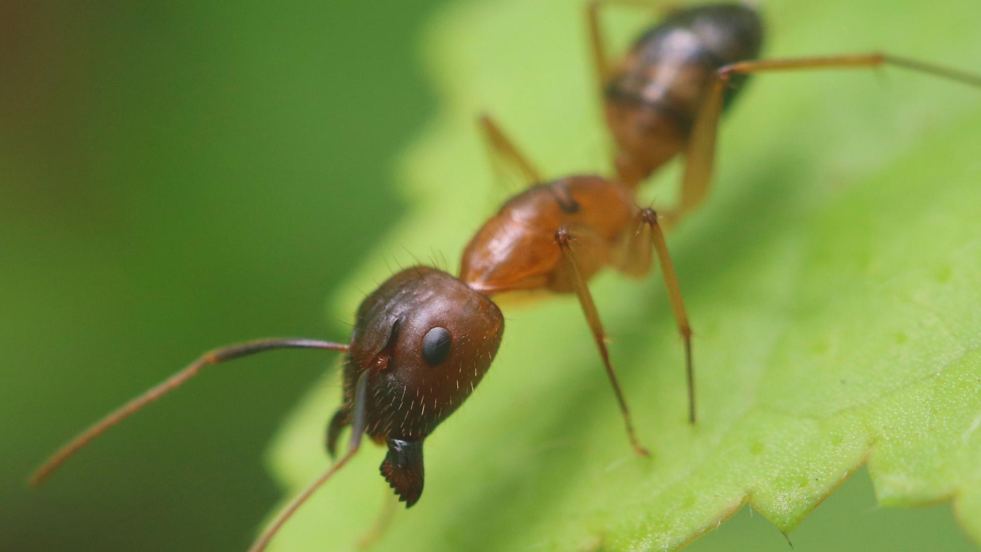 Ameisenart Camponotus floridanus