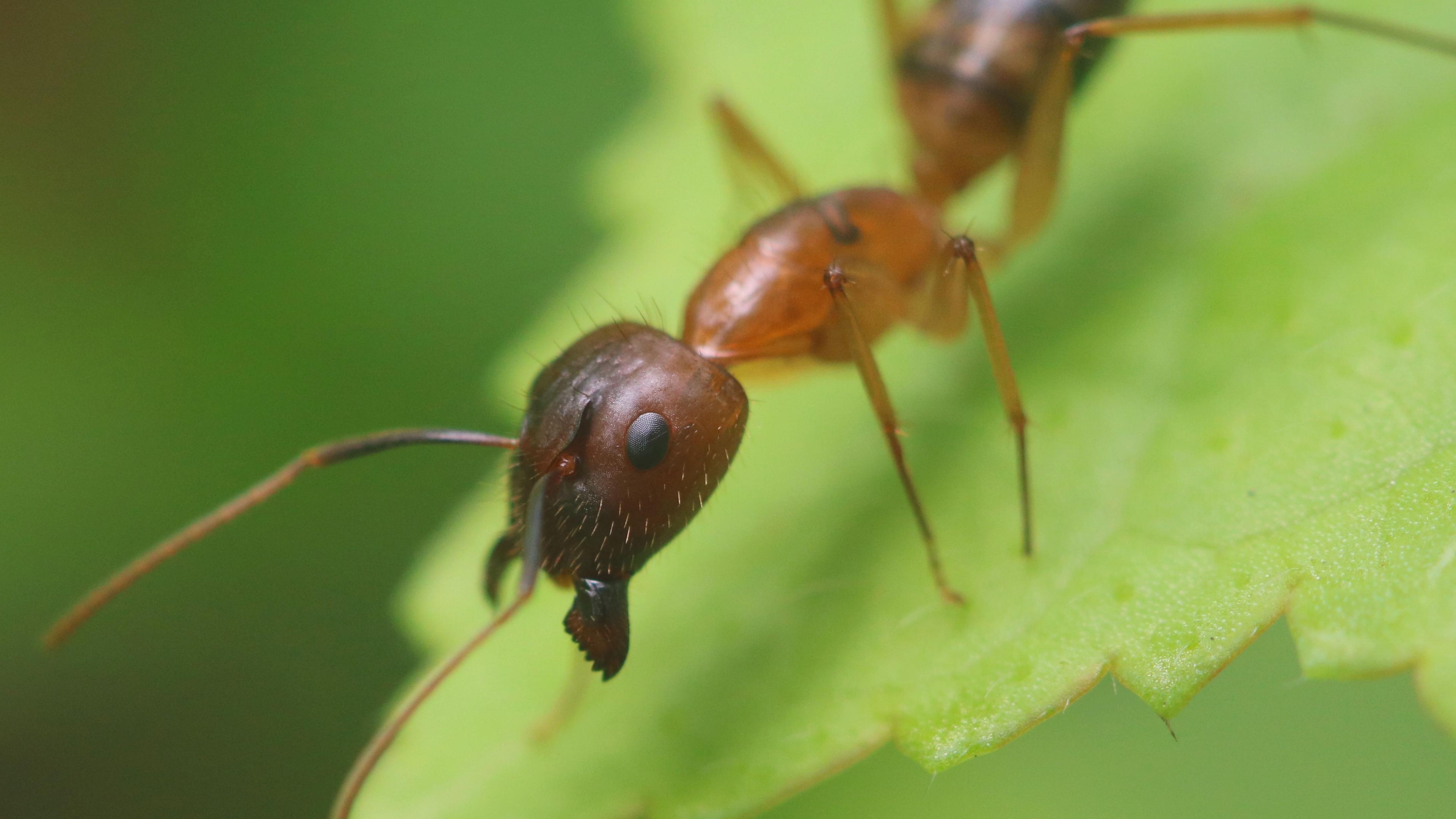 Ameisenart Camponotus floridanus