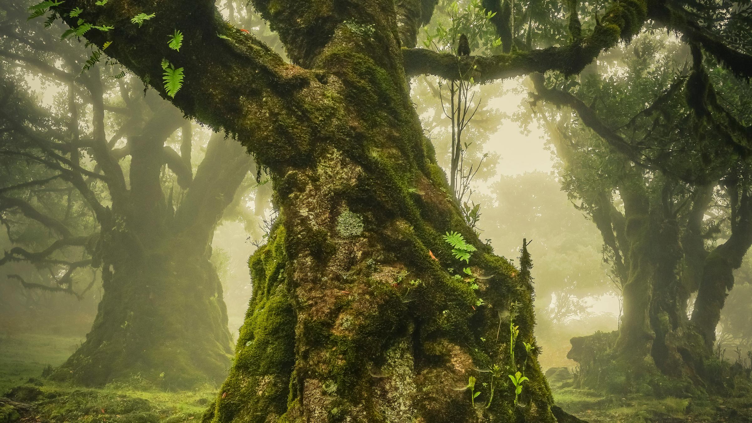 Mit viel Moos bewachsener Baum in einem Wald