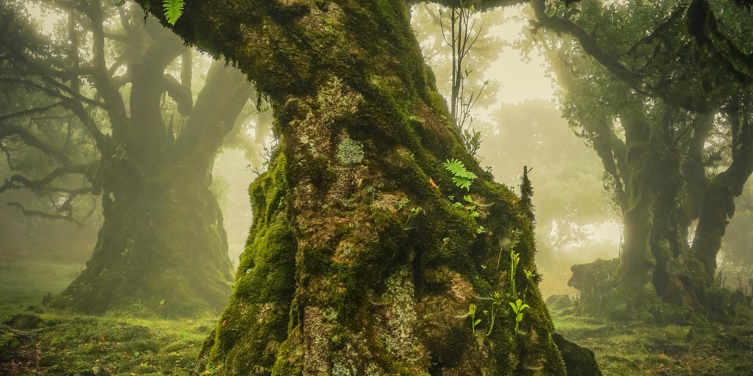 Mit viel Moos bewachsener Baum in einem Wald